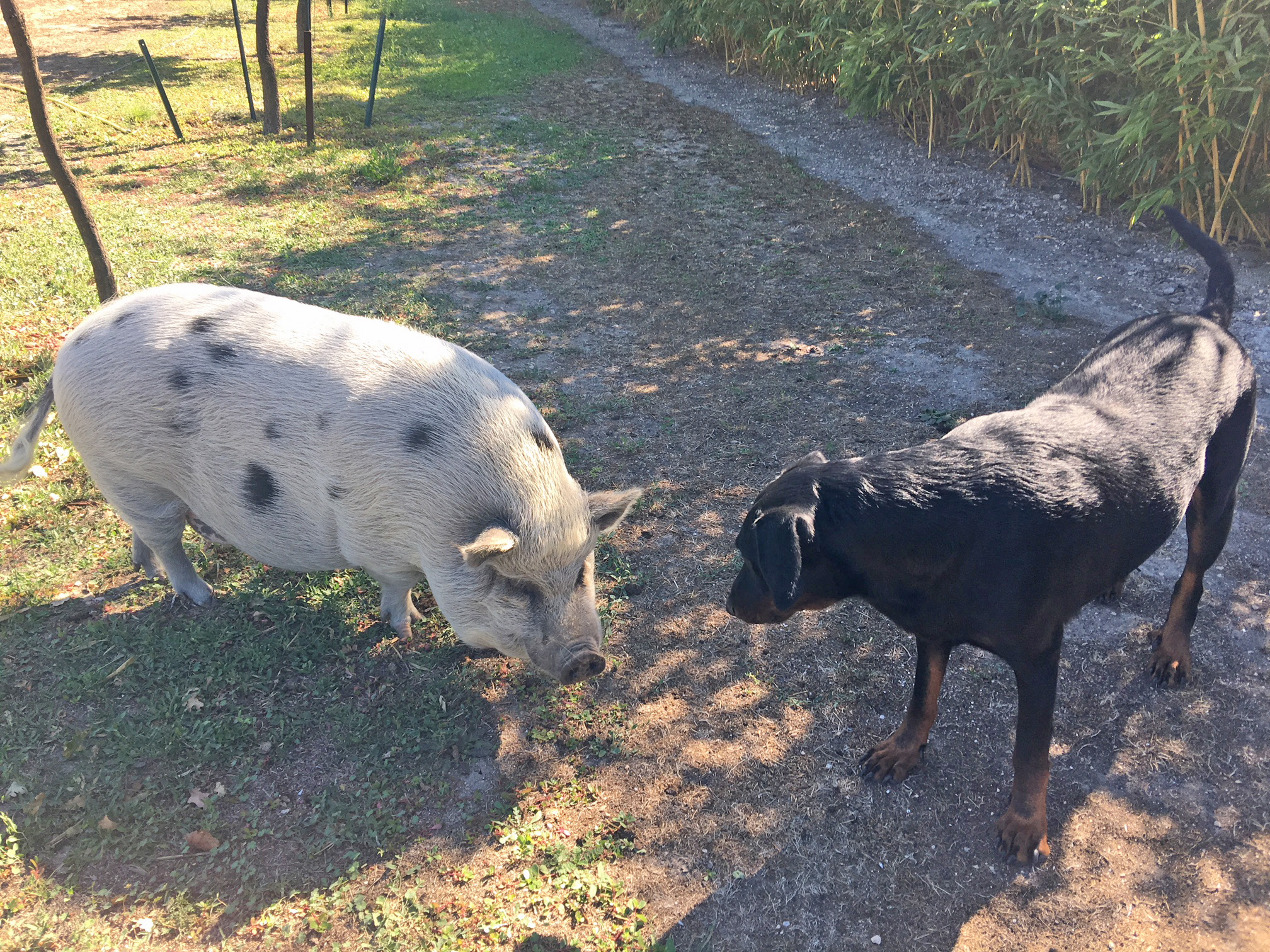  domainedelalicorne.fr photo chien beauceron photo chiot beauceron Elevage de beauceron chiot beauceron pure race élevage du clos de la licorne elevage des gardiens de la licorne elevage beauceron noir et feu authentique gros gabarits élevage de Beauceron familial sérieux et qualité domainedelalicorne.fr suivi des chiots conseil d’éducation chiot propre bas rouge santé caractère spécialiste du beauceron noir et feu ou arlequin chien rustique berger de France  nos chiots sont élevés avec amour et attention notre passion au service de la qualité Beauceron de qualité et sportif domaine de la licorne 04380 BARRAS élevage en liberté éleveur berger de beauce élevage de beauceron de travail 06 11 20 51 93 site domainedelalicorne.fr mail domainedelalicorne@gmail.com